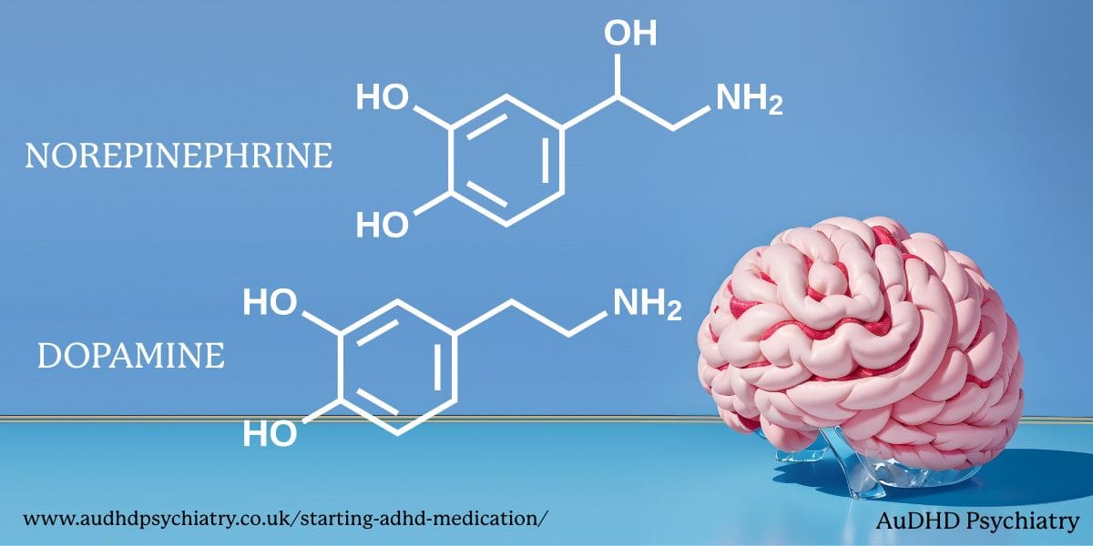 ADHD medication affects dopamine and norepinephrine in the brain illustration